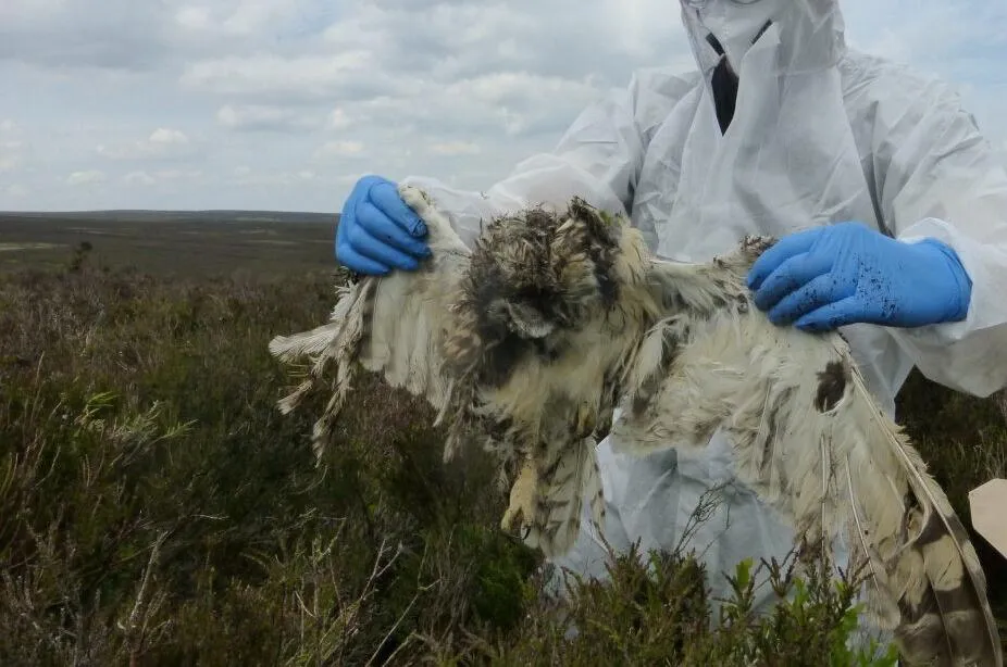 An bird crime investigator in. white protective gear and blue gloves holds up a deceased, short eared owl that had been shot.